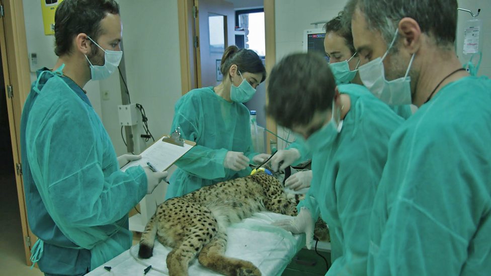 Iberian Lynx Health 