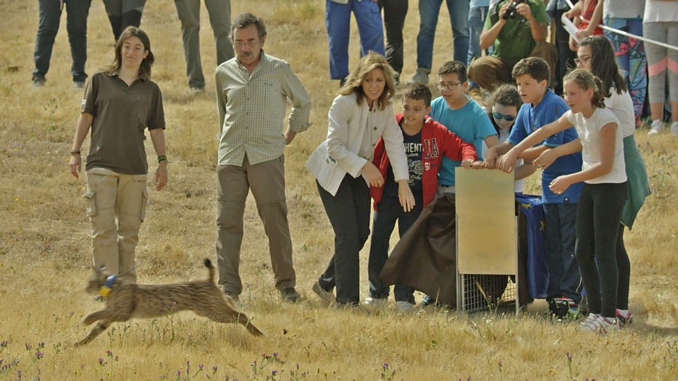 Iberian Lynx 