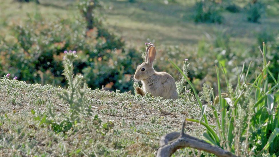 Rabbits and Iberian Lynx