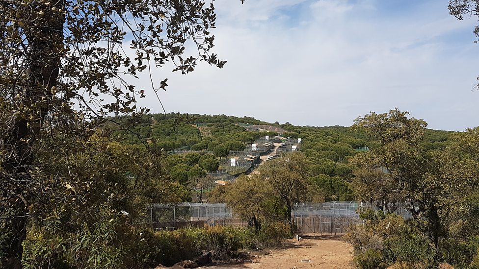 Iberian Lynx Breeding Center