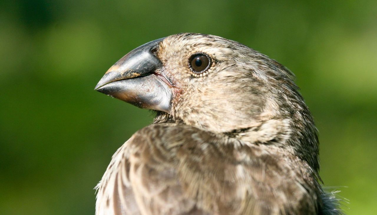 Darwin's Finches