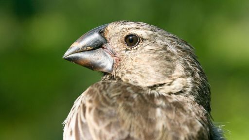 Darwin's Finches