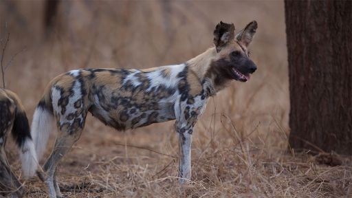 Competition between African Wild Dogs and Lions