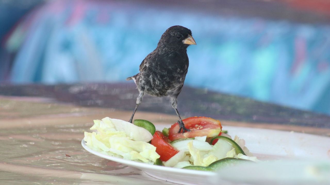 Darwin's Finches