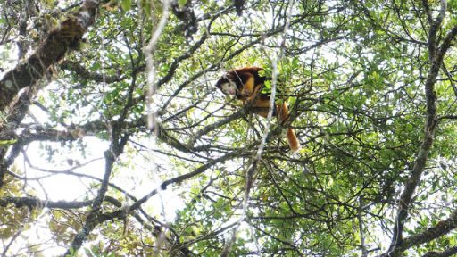 Tree Kangaroo Conservation Program