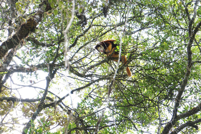 Tree Kangaroo Conservation Program