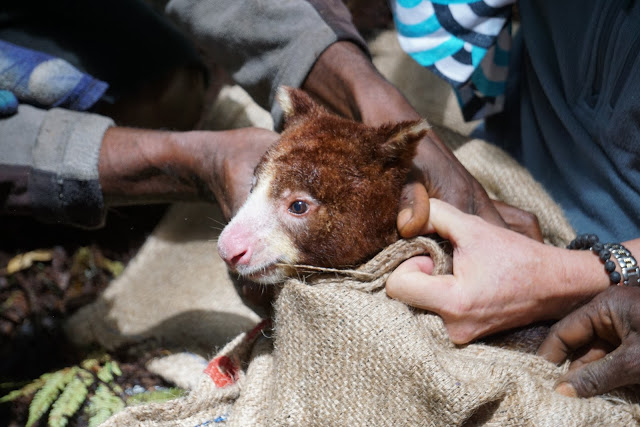 Tree Kangaroo Conservation Program 