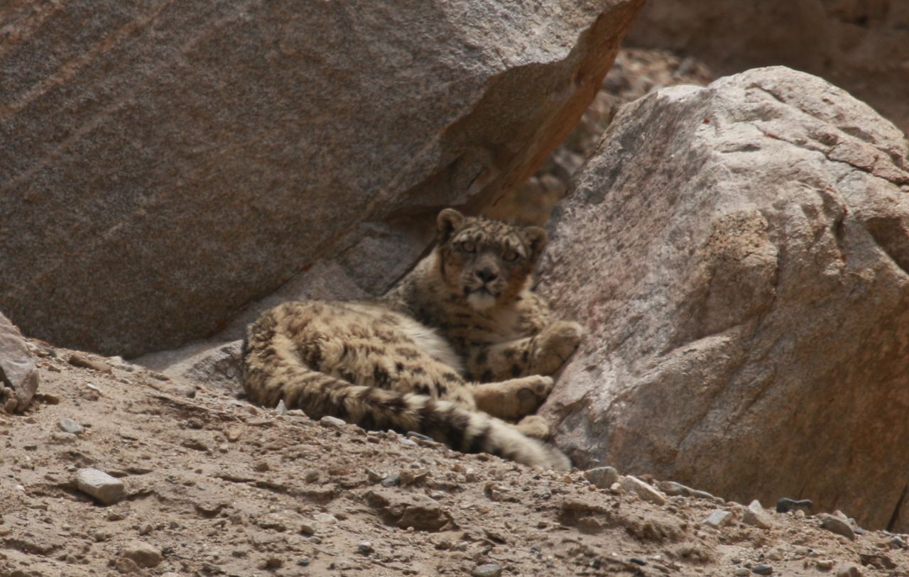 Snow Leopard