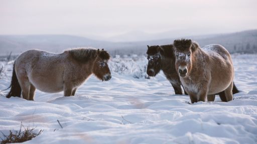 Equus "Story of the Horse" | Episode 2: Chasing the Wind -- These Arctic Horses Don't Mind the Cold