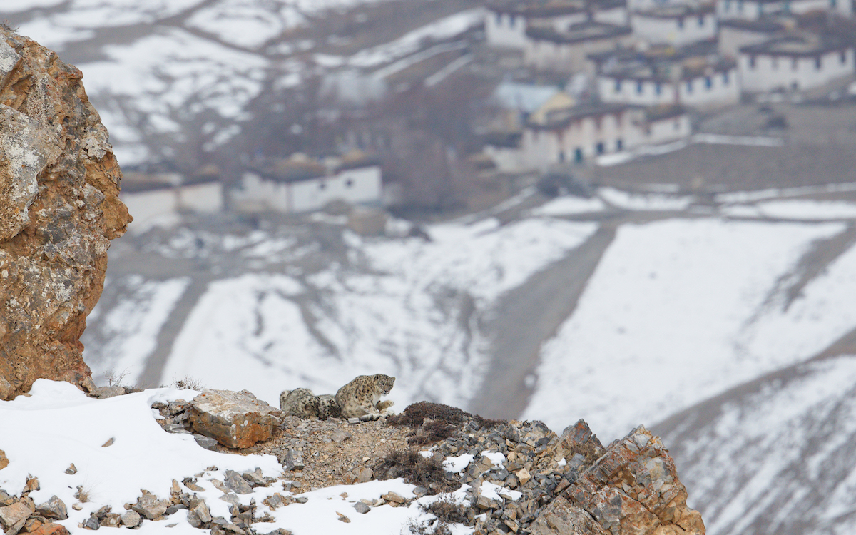 Snow Leopards