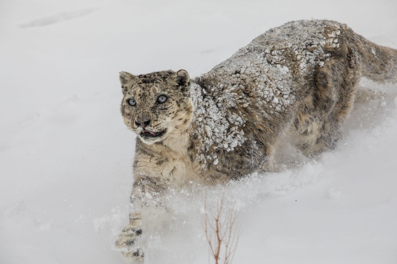 Snow Leopard