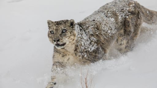 Snow Leopard