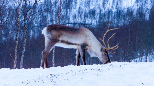 Caribou