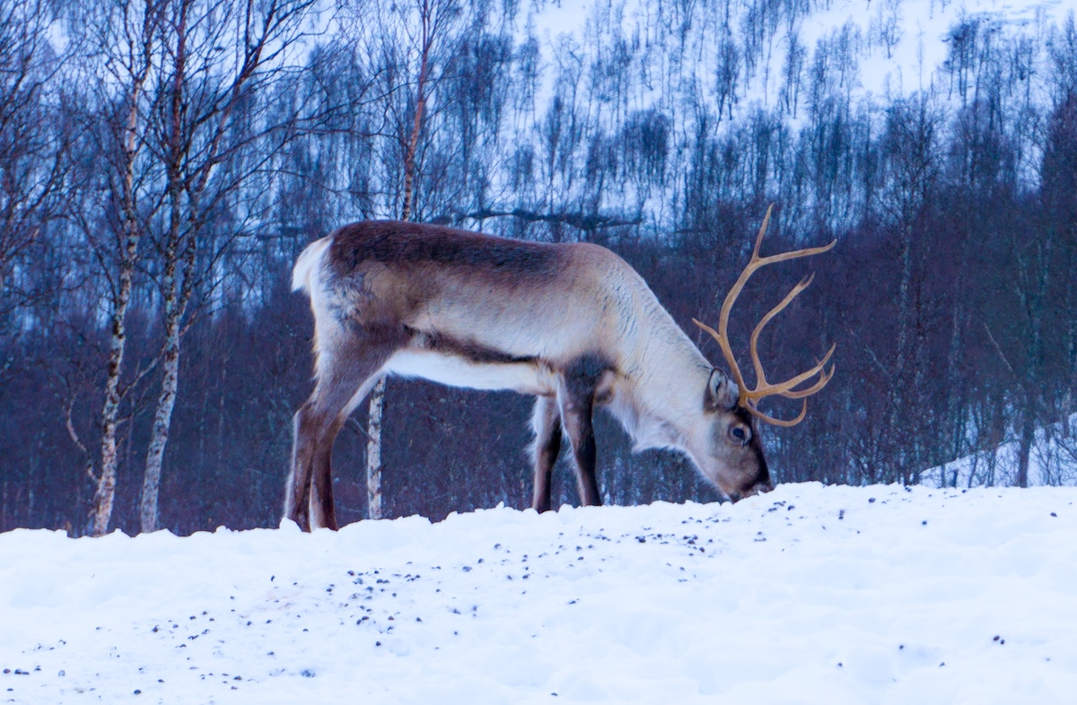 Caribou