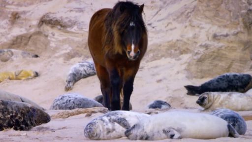 Equus "Story of the Horse" | Episode 2: Chasing the Wind -- How Seals Help Wild Horses