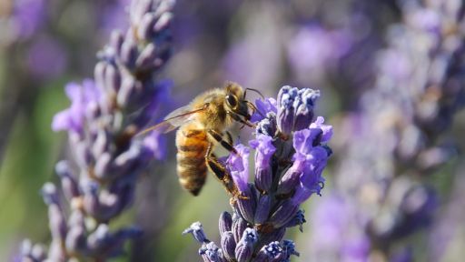 Nature - Silence of the Bees