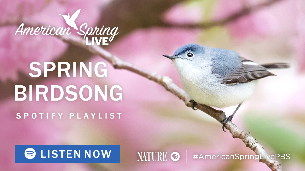 birdsong playlist 