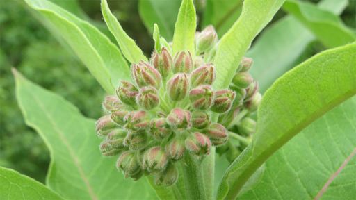 Common Milkweed (Asclepias syriaca)