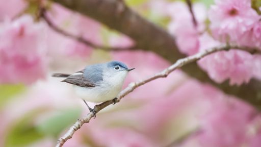 Spring Bird