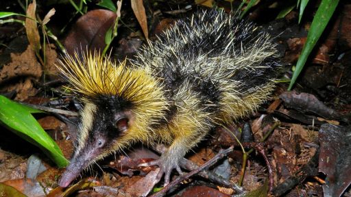 Lowland Streaked Tenrec