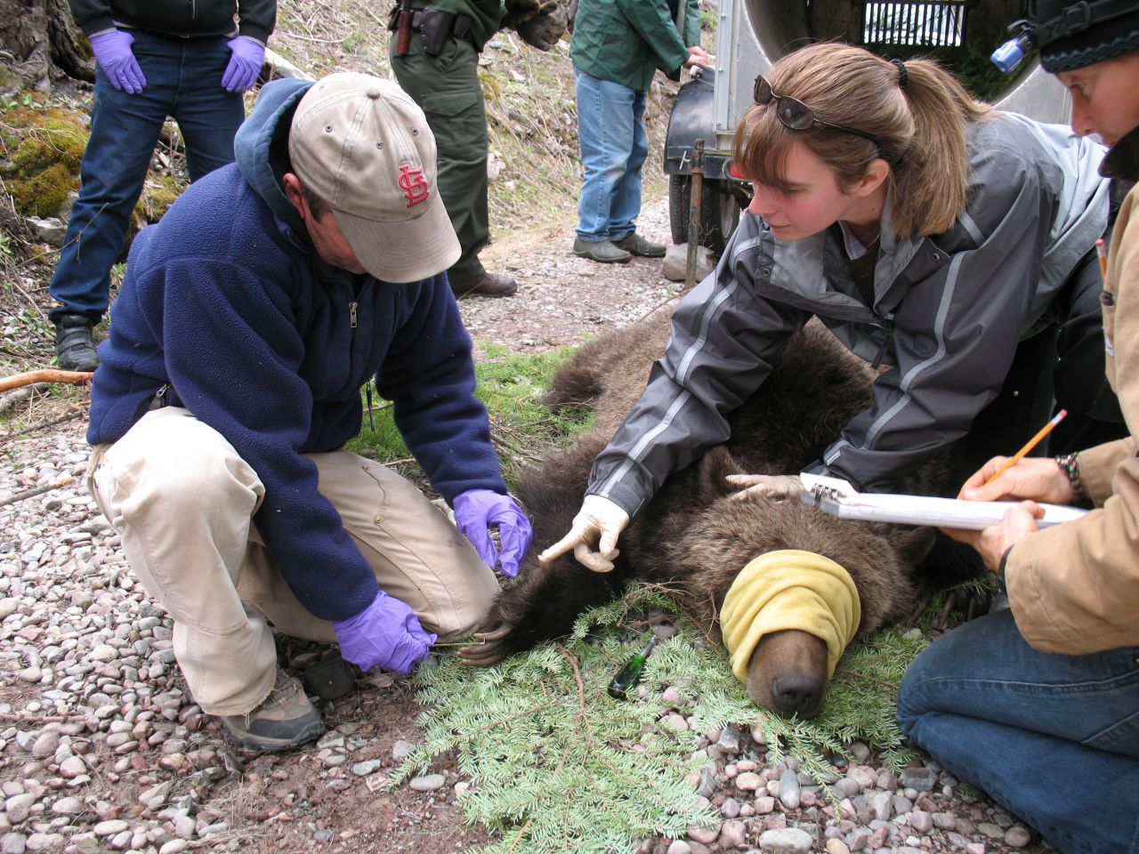 Measuring and tagging a bear