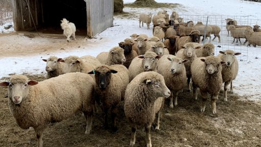 Sheep from Meadowcroft Farm