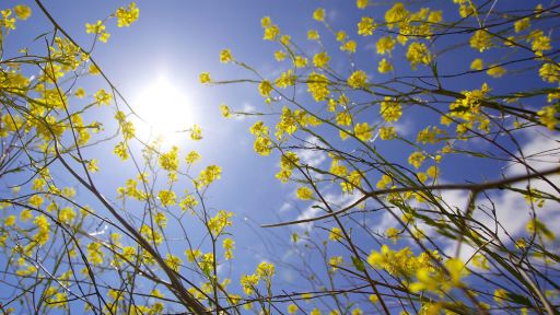 Mustard Seed Flowers