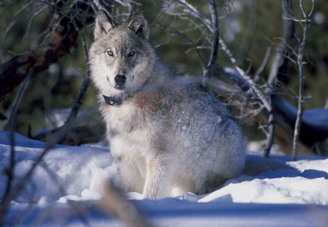 Radio Collared Gray Wolf