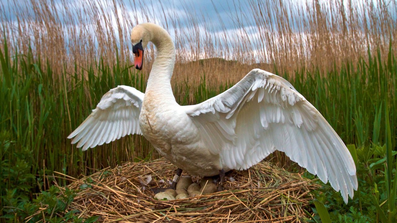 Male swan on nest 