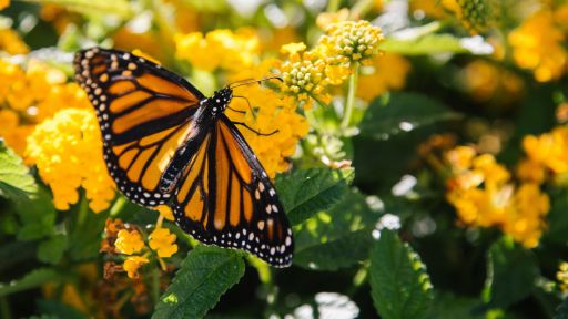 Monarch Butterfly