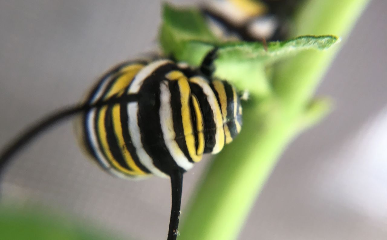 Monarch Caterpillar