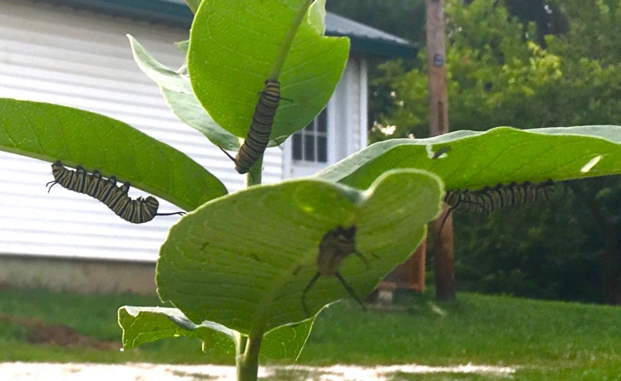 Monarch Caterpillars on Milkweed