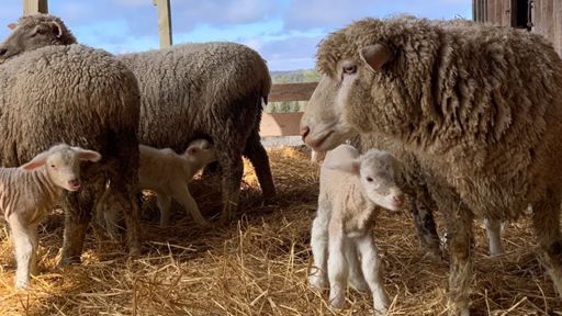 Baby Lambs