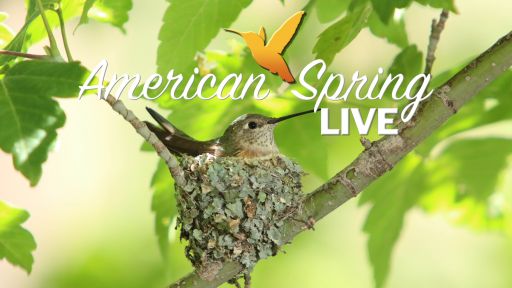 American Spring LIVE! – Classroom Resources