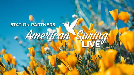 American Spring LIVE - Partners