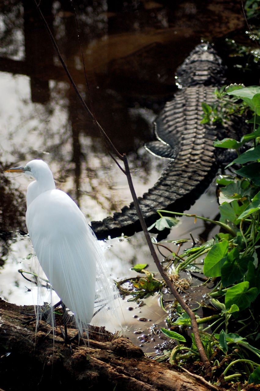 Great Egret with an Alligator