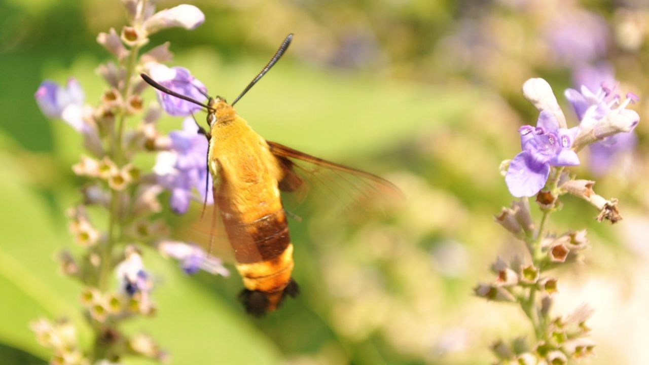 Hummingbird Moth