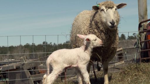 Lamb Birth