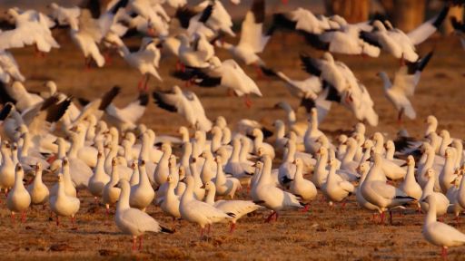 Migrating Birds