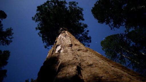 Giant Sequoia