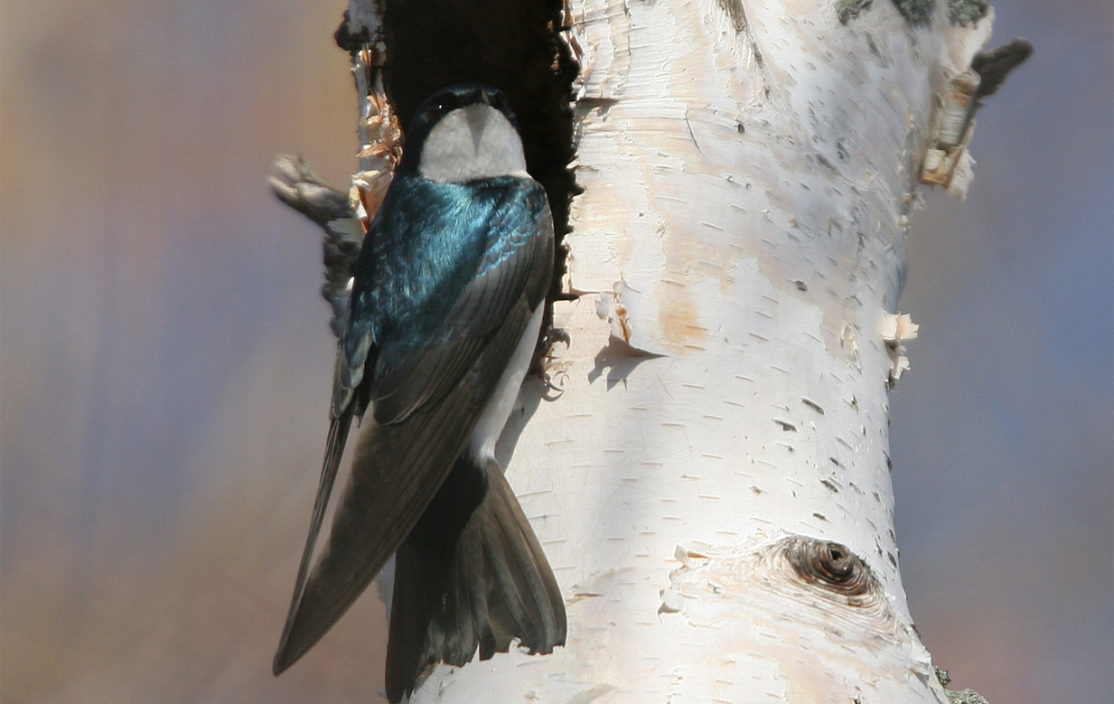 A tree swallow. Photo by P-G Bentz.