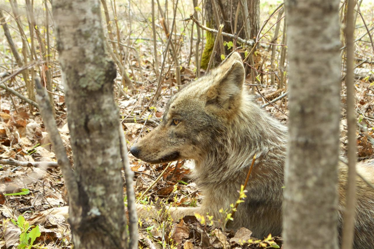 Wolf at Rest