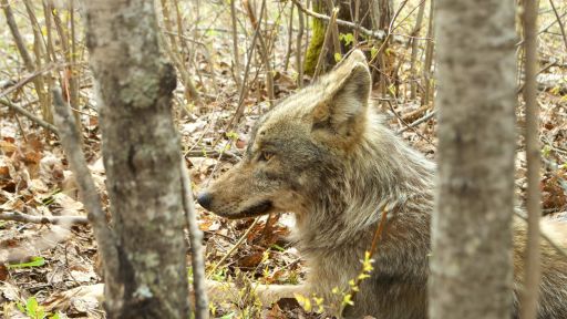 Wolf at Rest