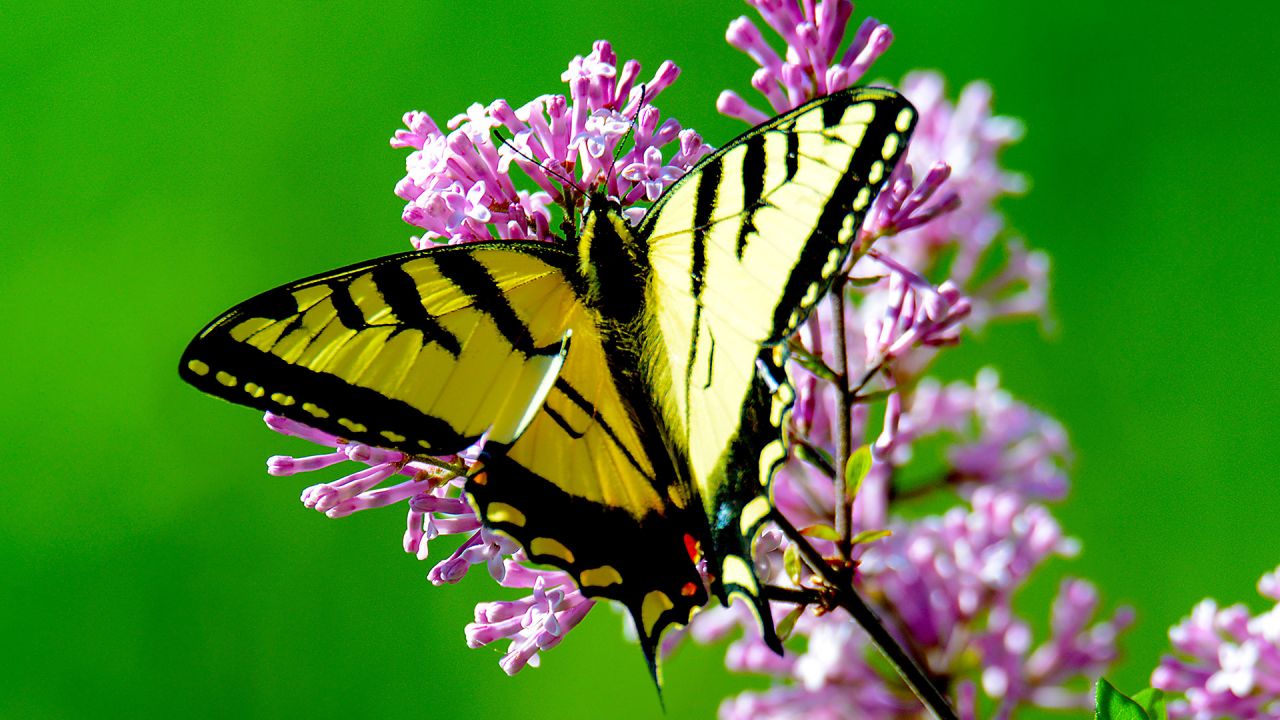 Yellow Butterfly