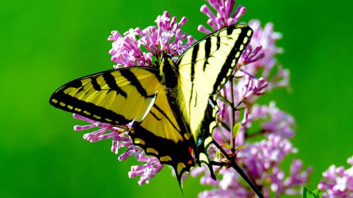 Yellow Butterfly