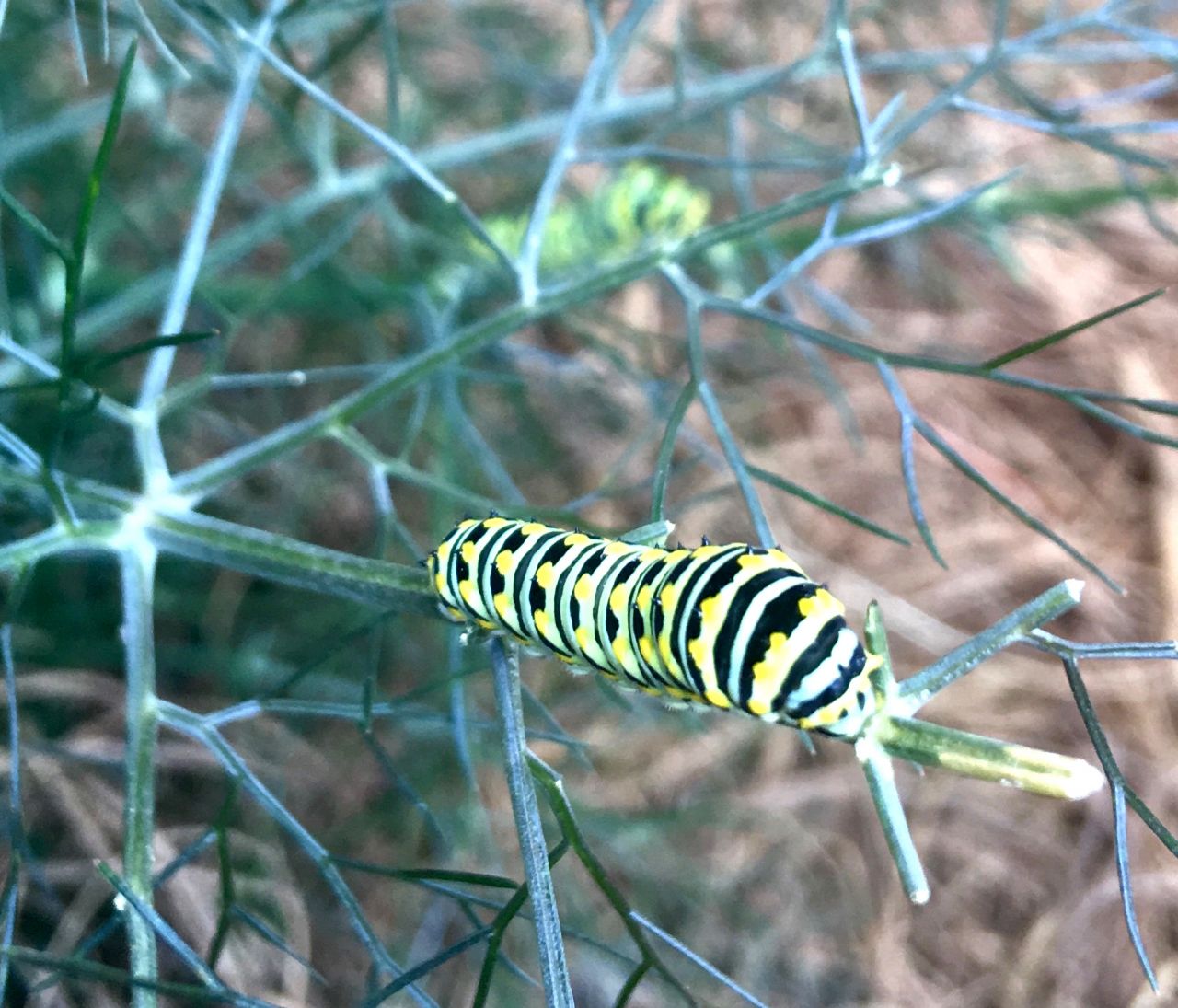 Caterpillar 