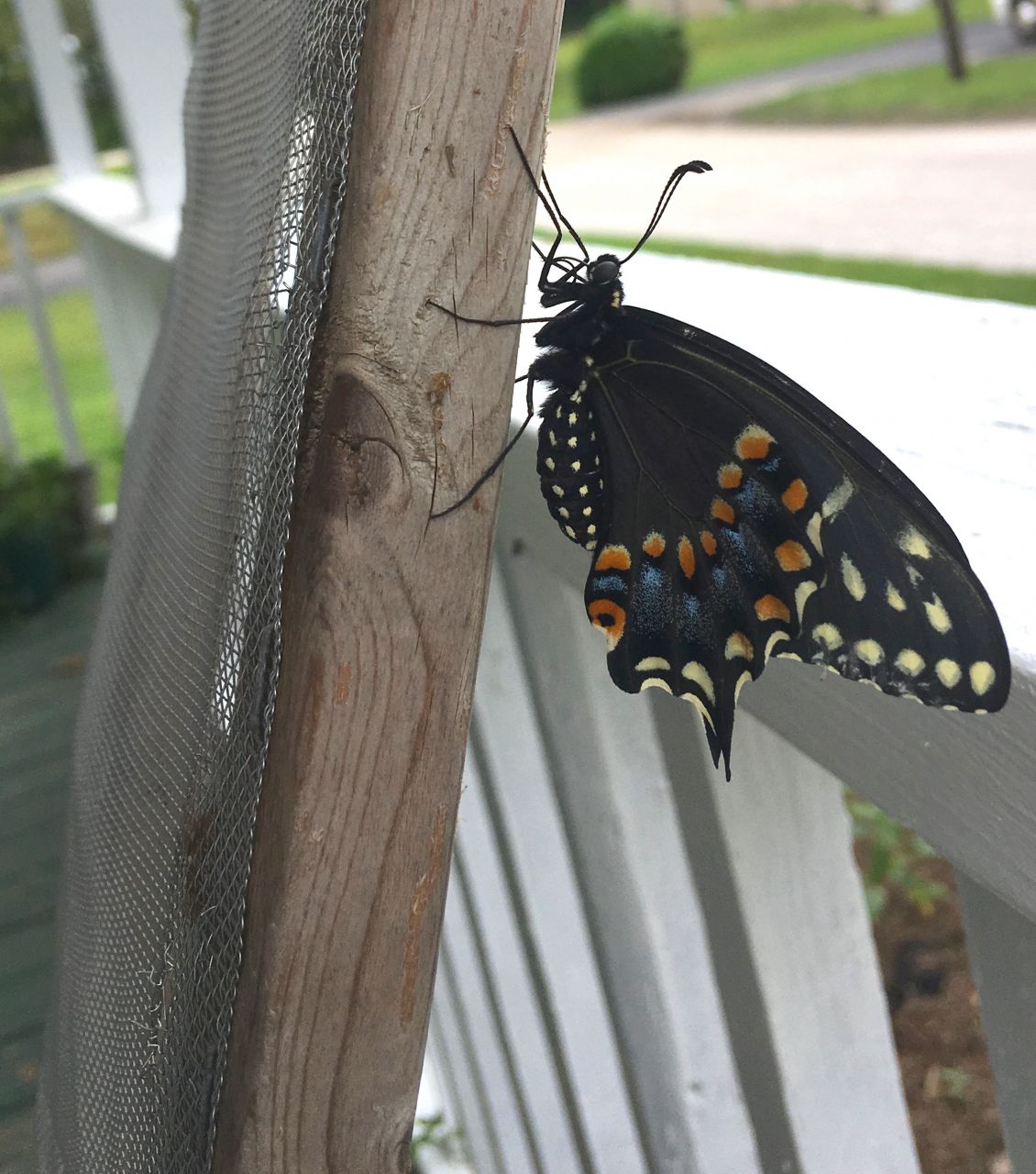 Swallowtail Butterfly