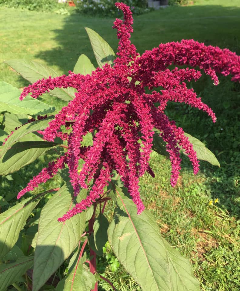 Spring Flowers