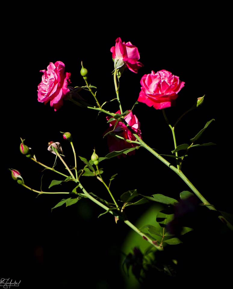 Spring Flowers