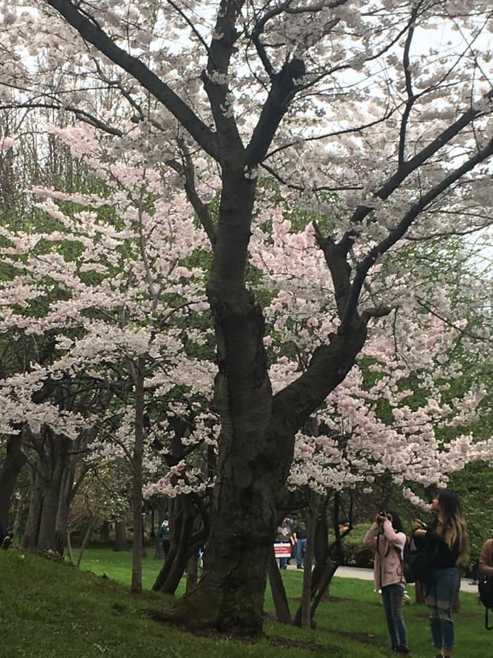 Spring Flowers